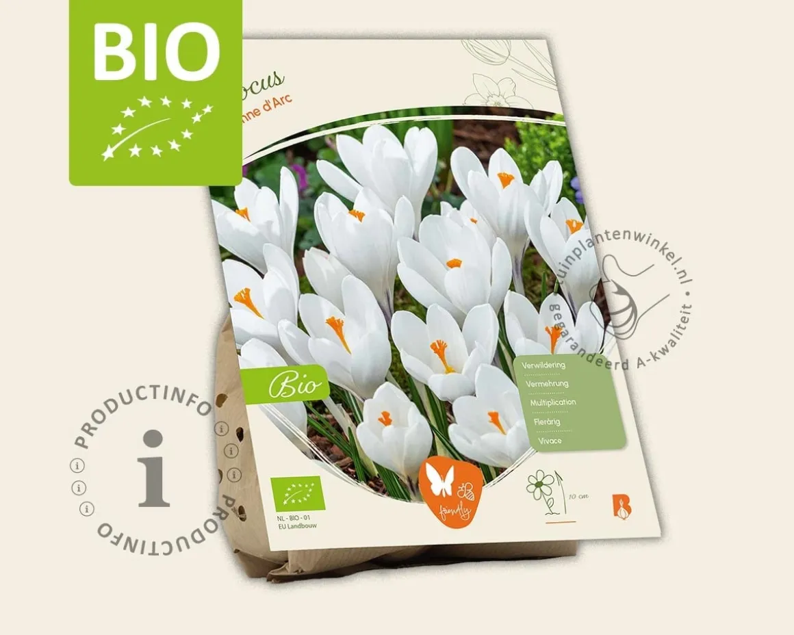 Crocus vernus 'Jeanne d'Arc' - BIO