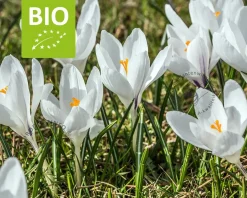Crocus vernus 'Jeanne d'Arc' - BIO
