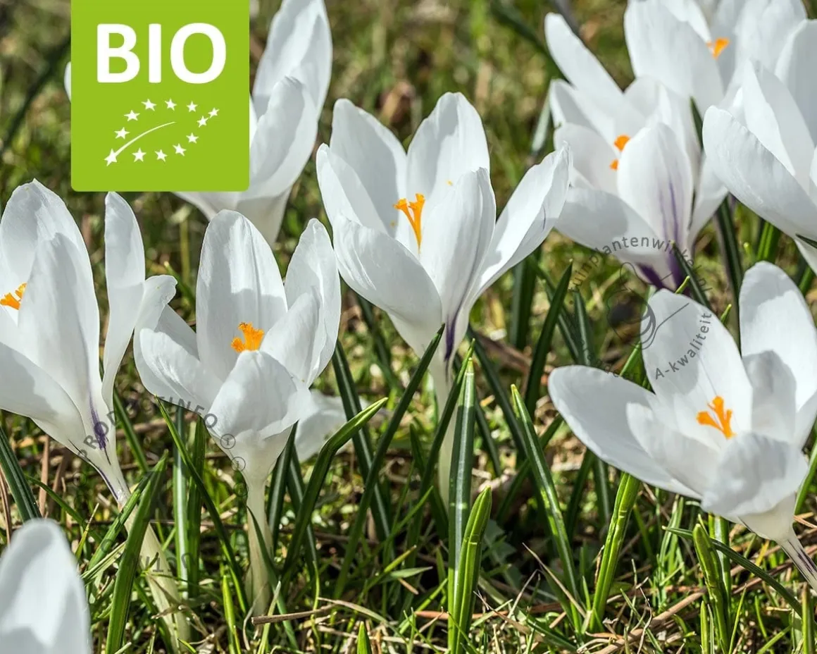 Crocus vernus 'Jeanne d'Arc' - BIO