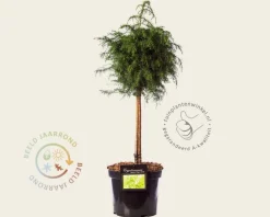 Cryptomeria japonica 'Elegans Viridis' - 40 cm stam