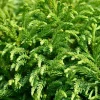 Cryptomeria japonica 'Globosa Nana' - 40 cm stam