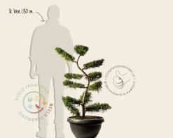 Cupressocyparis leylandii - bonsai