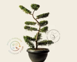Cupressocyparis leylandii - bonsai