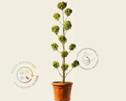 Cupressocyparis leylandii 'Gold Rider' - pompon