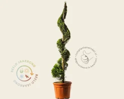 Cupressocyparis leylandii 'Gold Rider' - spiraal