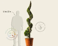 Cupressocyparis leylandii 'Gold Rider' - spiraal