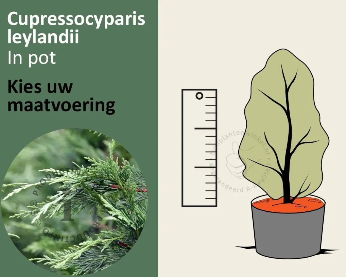 Cupressocyparis leylandii - in pot