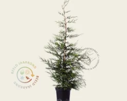 Cupressocyparis leylandii - in pot