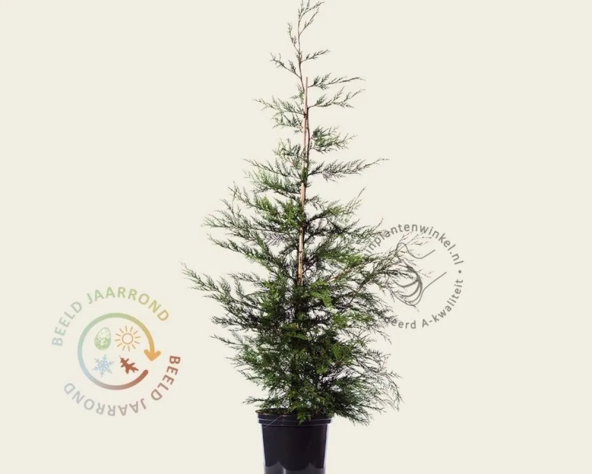 Cupressocyparis leylandii - in pot