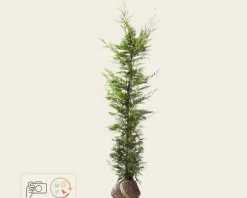 Cupressocyparis leylandii - kluit