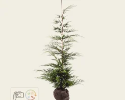 Cupressocyparis leylandii - kluit