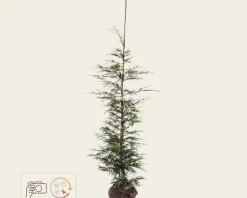 Cupressocyparis leylandii - kluit