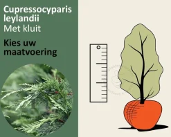 Cupressocyparis leylandii - kluit