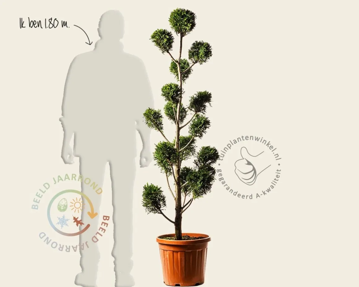 Cupressocyparis leylandii - pompon