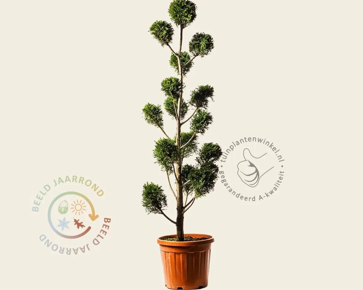 Cupressocyparis leylandii - pompon