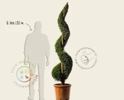 Cupressocyparis leylandii - spiraal