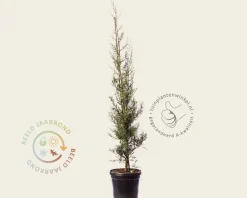 Cupressus arizonica 'Fastigiata'