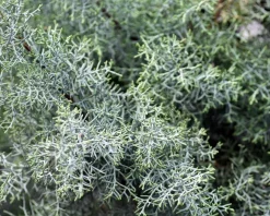 Cupressus arizonica 'Fastigiata'