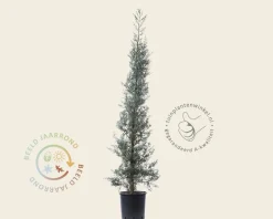 Cupressus arizonica 'Fastigiata'