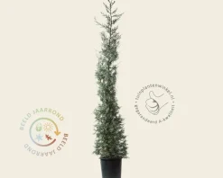 Cupressus arizonica 'Fastigiata'