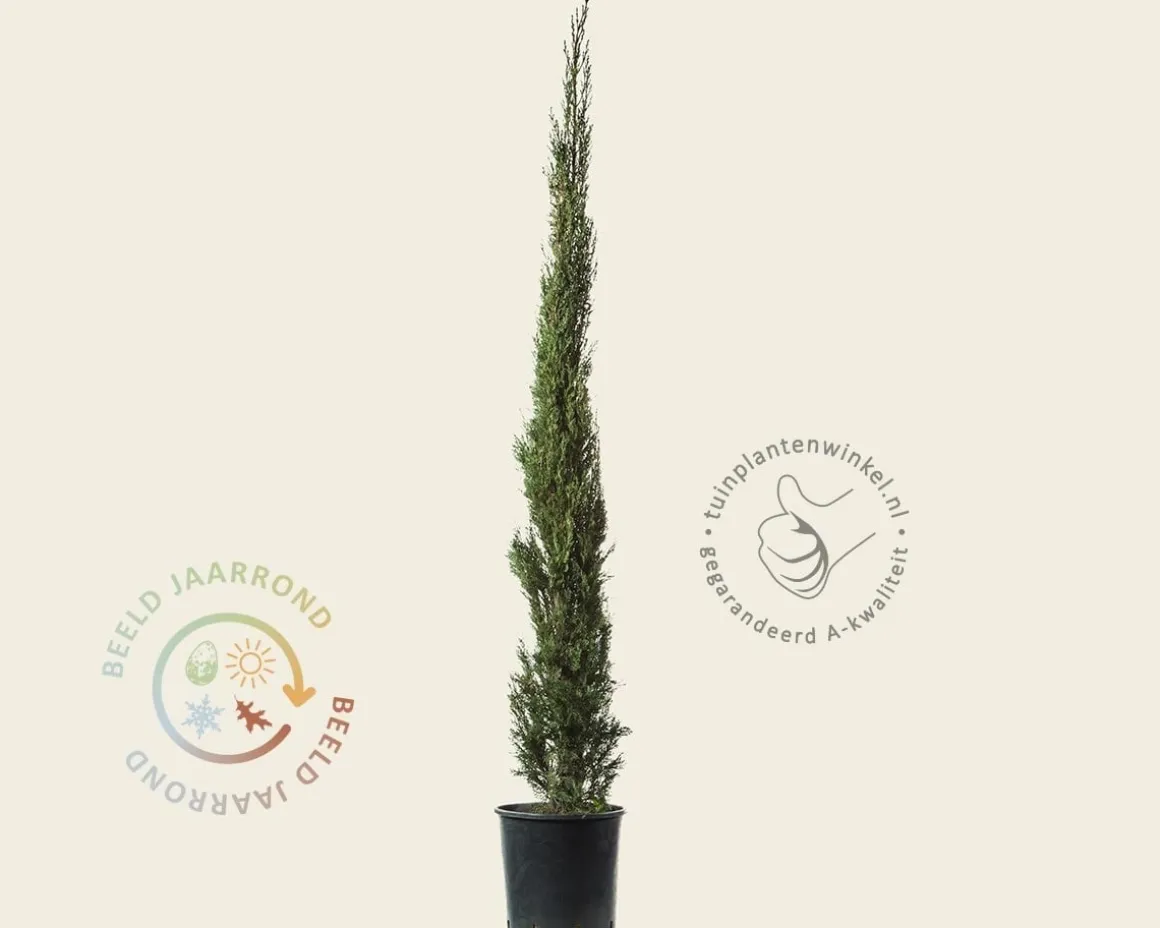 Cupressus sempervirens 'Pyramidalis'