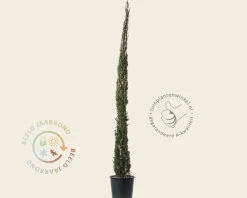 Cupressus sempervirens 'Pyramidalis'