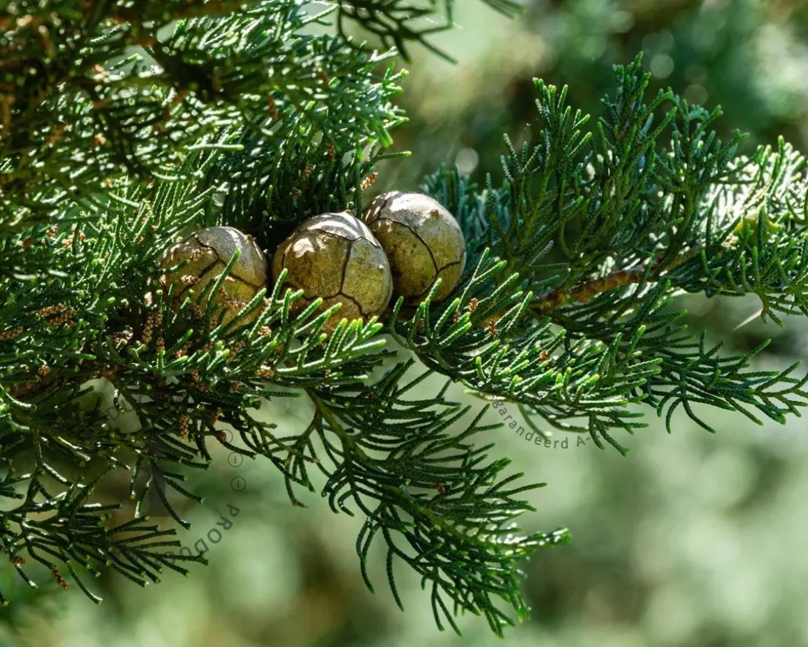 Cupressus sempervirens 'Pyramidalis'