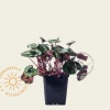 Cyclamen coum