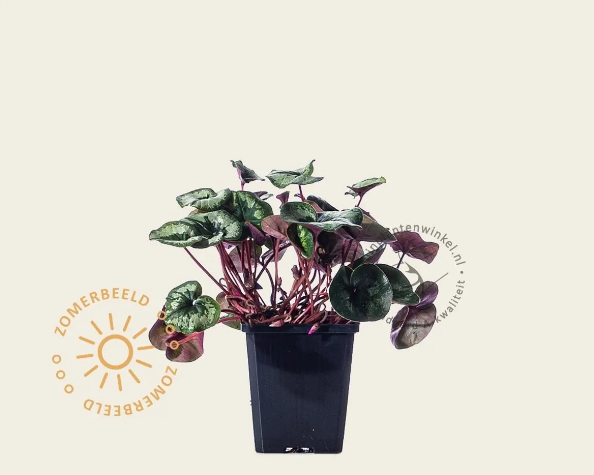 Cyclamen coum