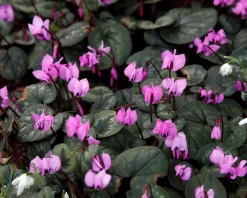 Cyclamen coum