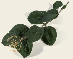 Cydonia oblonga 'Vranja'