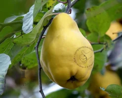 Cydonia oblonga 'Vranja' - halfstam