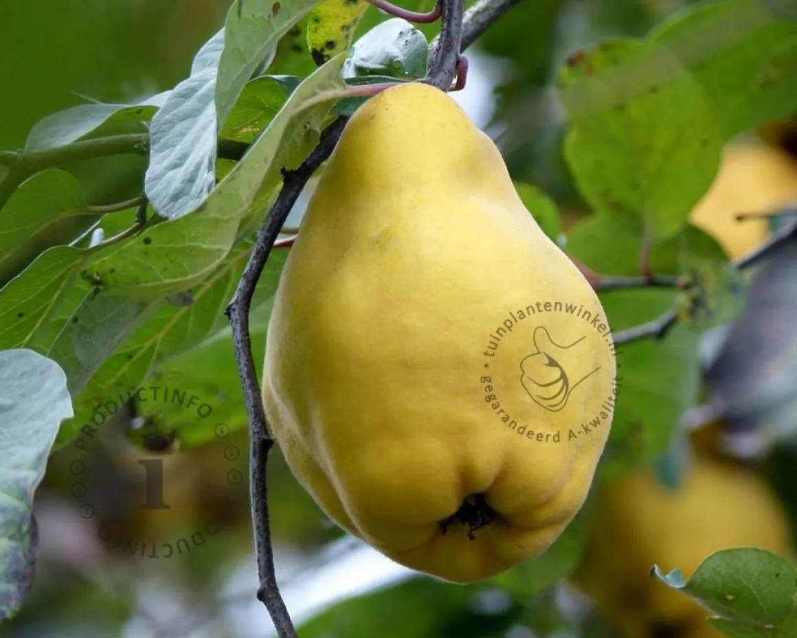 Cydonia oblonga 'Vranja' - XL