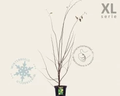 Cydonia oblonga 'Vranja' - XL