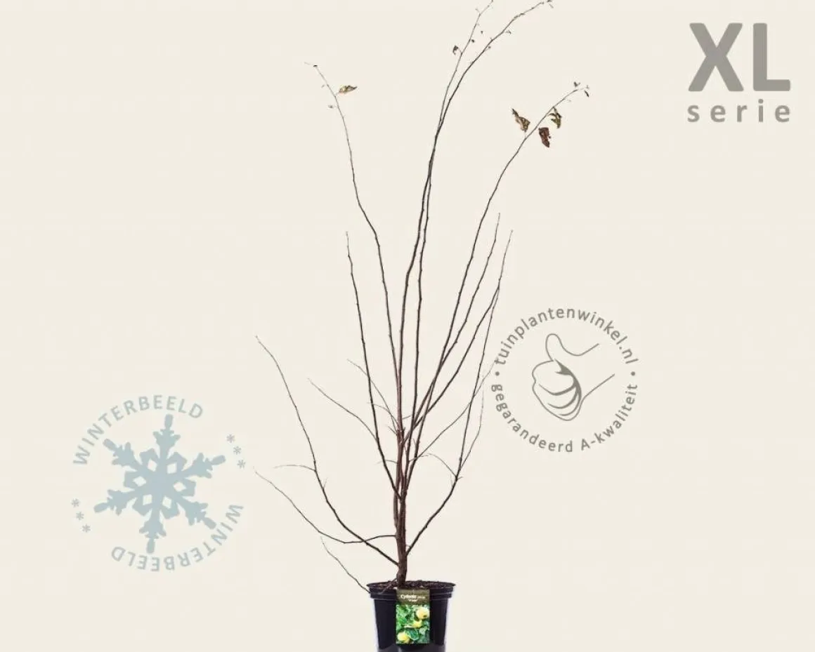 Cydonia oblonga 'Vranja' - XL