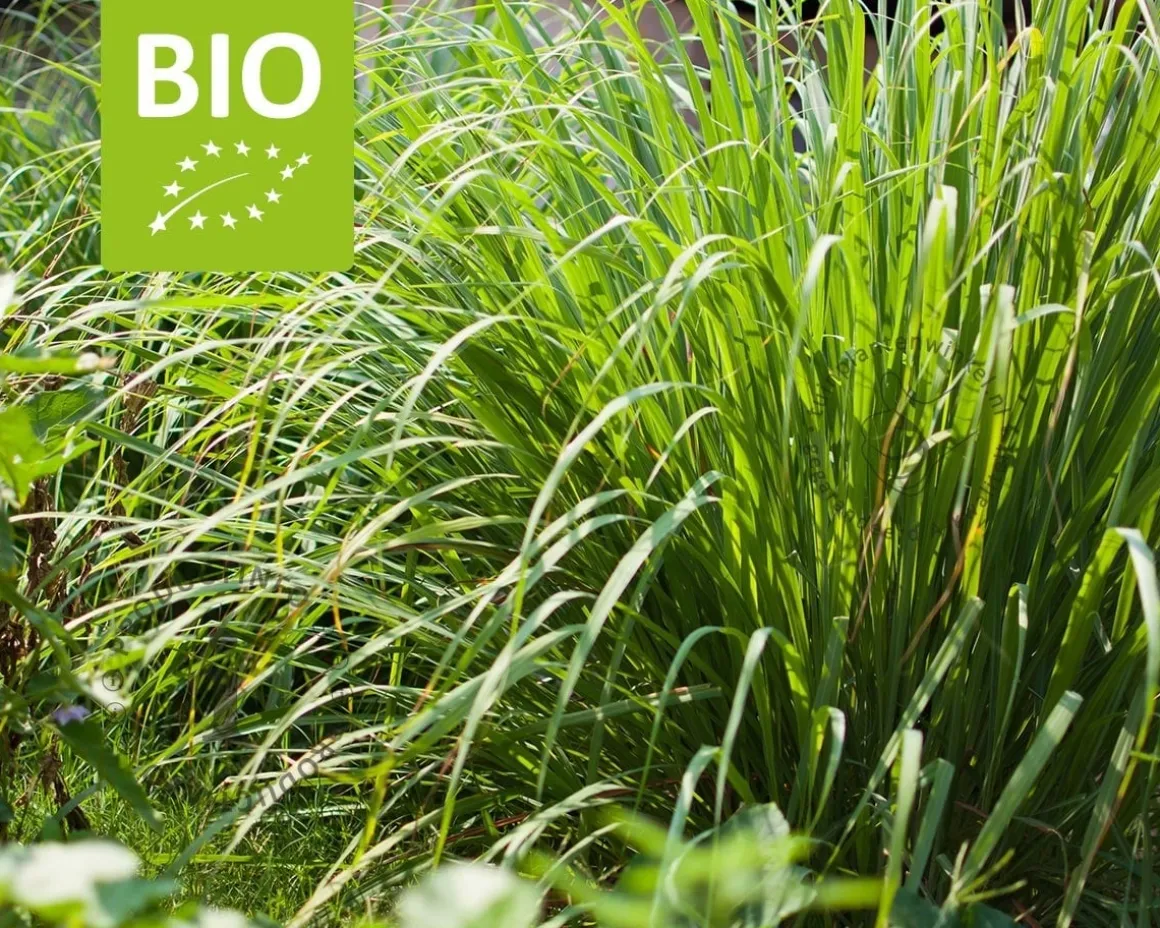 Cymbopogon flexuosus Puur