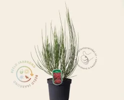 Cytisus 'Boskoop Ruby'