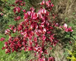 Cytisus 'Boskoop Ruby' - 60 cm stam