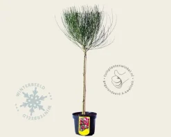 Cytisus 'Boskoop Ruby' - 60 cm stam