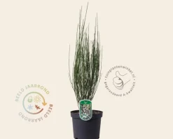 Cytisus praecox 'Albus'