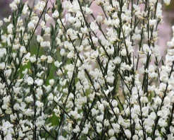 Cytisus praecox 'Albus'