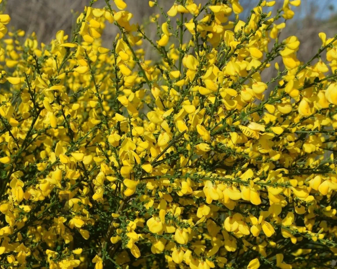 Cytisus scoparius 'Golden Tears' - 70 cm stam