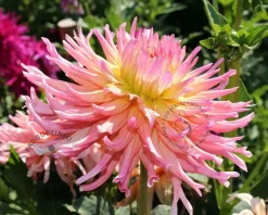 Dahlia 'Alfred Grille'