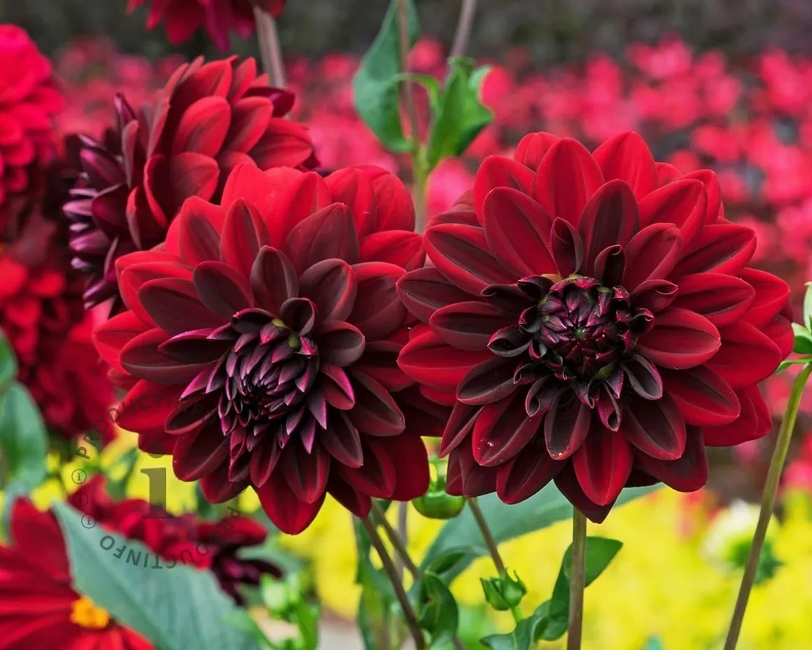 Dahlia 'Arabian Night'