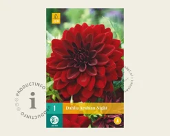Dahlia 'Arabian Night'