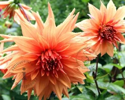 Dahlia 'Autumn Fairy'