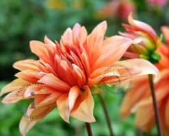 Dahlia 'Autumn Fairy'