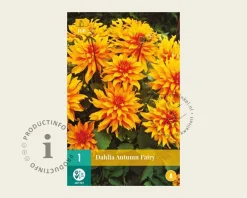 Dahlia 'Autumn Fairy'