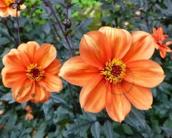 Dahlia 'Bishop of Oxford'