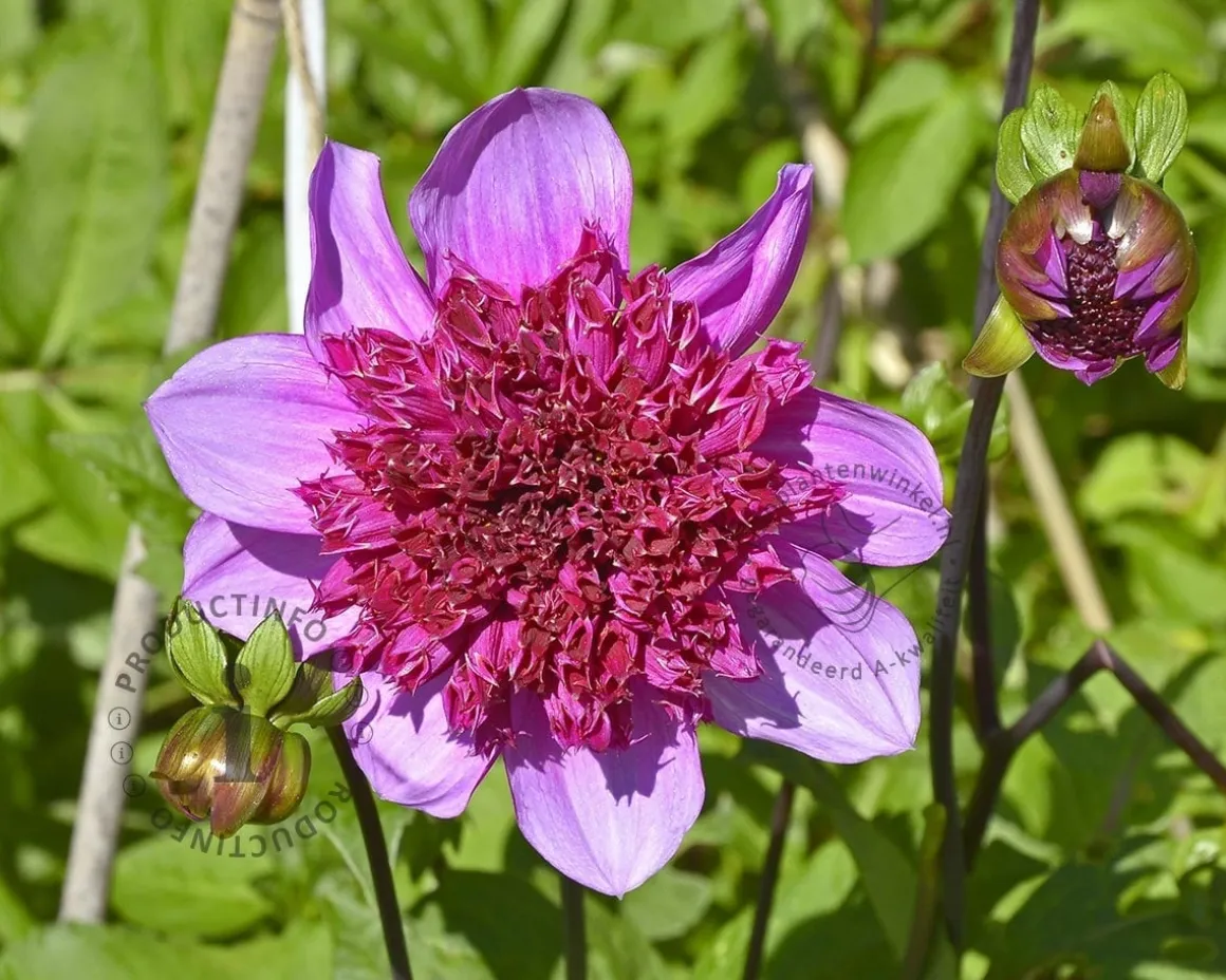 Dahlia 'Blue Bayou'